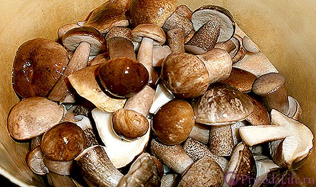 Сколько варить белые грибы перед жаркой? | WhatTimes.ru